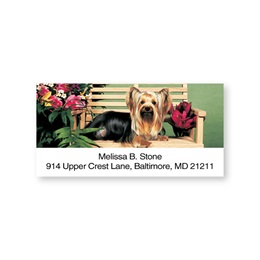 Yorkie On Bench Sheeted Address Labels